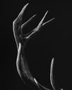 ArtBox Print "Arthur"