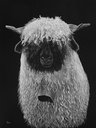 Kimba