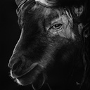 Ivo