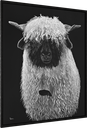 ArtBox Print "Kimba"